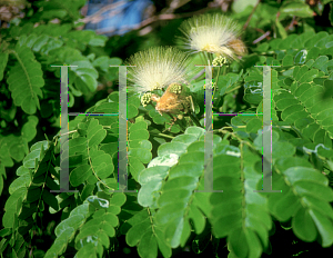 Picture of Albizia lebbeck 