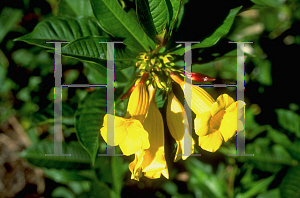 Picture of Allamanda schottii 