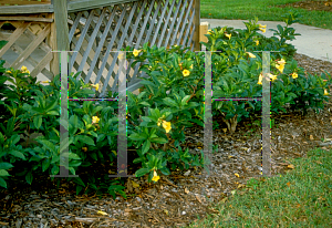 Picture of Allamanda schottii 