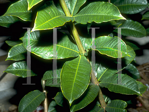 Picture of Allamanda schottii 