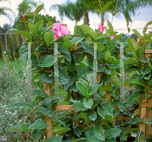 Picture of Allamanda blanchetii 