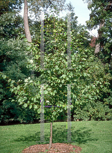 Picture of Alnus hirsuta 