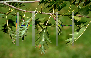 Picture of Alnus incana 'Laciniata'