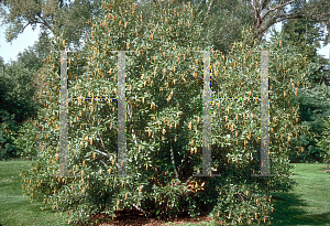 Picture of Alnus maritima 