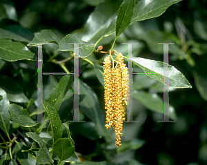 Picture of Alnus maritima 