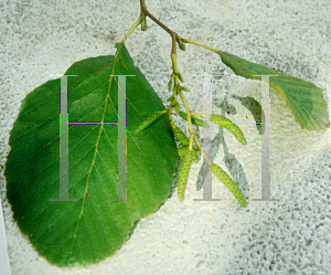 Picture of Alnus rhombifolia 