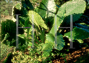 Picture of Alocasia spp. 