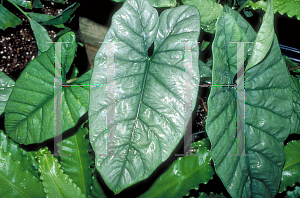 Picture of Alocasia spp. '~Species'