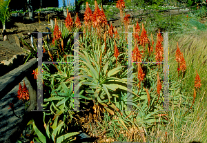 Picture of Aloe arborescens 