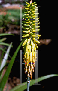 Picture of Aloe vera 