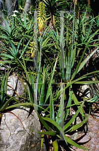 Picture of Aloe vera 