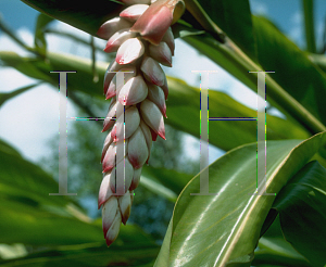 Picture of Alpinia zerumbet 