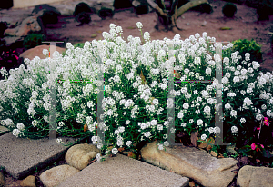 Picture of Lobularia maritima 