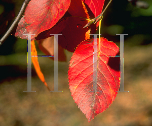 Picture of Amelanchier arborea 