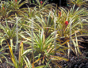 Picture of Ananas comosus 'Variegatus'