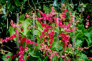 Picture of Antigonon leptopus 