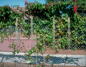 Picture of Antigonon leptopus 