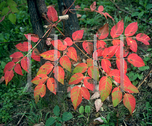 Picture of Aralia elata 