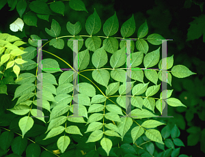 Picture of Aralia spinosa 