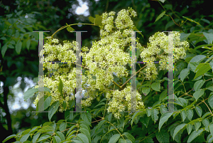 Picture of Aralia spinosa 