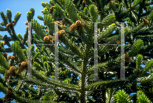 Picture of Araucaria araucana 