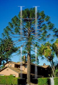 Picture of Araucaria araucana 