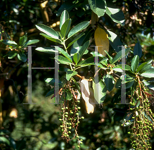 Picture of Arbutus menziesii 