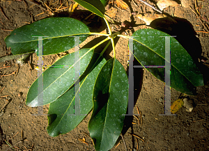 Picture of Arbutus menziesii 