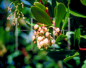 Picture of Arbutus unedo 