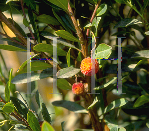 Picture of Arbutus unedo 