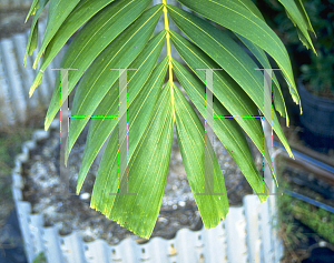 Picture of Archontophoenix alexandrae 