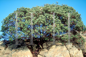 Picture of Arctostaphylos manzanita 