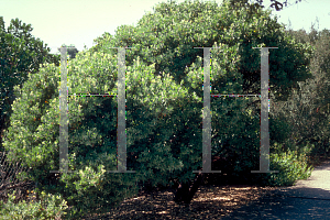 Picture of Arctostaphylos manzanita 