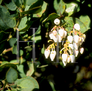 Picture of Arctostaphylos manzanita 