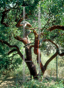 Picture of Arctostaphylos manzanita 