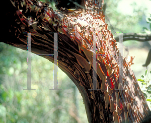 Picture of Arctostaphylos manzanita 