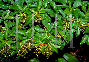 Picture of Ardisia escallonioides 