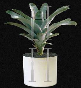 Picture of Aechmea fasciata 