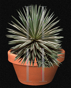 Picture of Agave angustifolia 'Marginata'