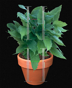 Picture of Aglaonema modestum 