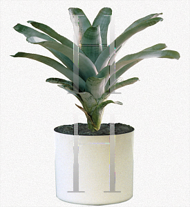 Picture of Aechmea fasciata 