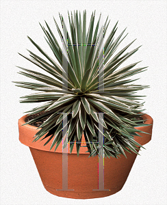 Picture of Agave angustifolia 'Marginata'