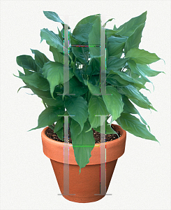 Picture of Aglaonema modestum 