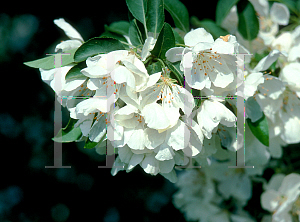 Picture of Malus x 'Donald Wyman'