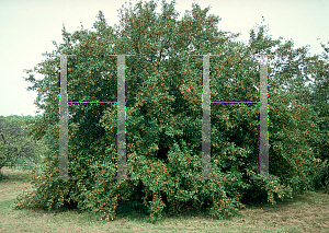 Picture of Malus x 'Ellwangeriana'