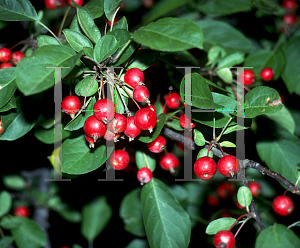 Picture of Malus x 'Ellwangeriana'