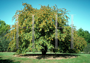 Picture of Malus floribunda 