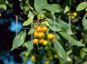 Picture of Malus floribunda 