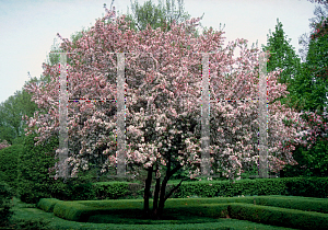 Picture of Malus floribunda 