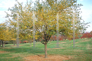 Picture of Malus x 'Harvest Gold'